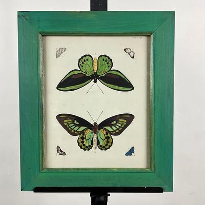 137 Antique Entomological Print Butterflies & Moths Study Plate Giclee