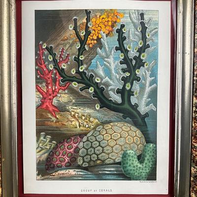 163 Vintage Coral Nautical Sea Plants Framed Color Lithograph
