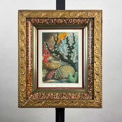 163 Vintage Coral Nautical Sea Plants Framed Color Lithograph