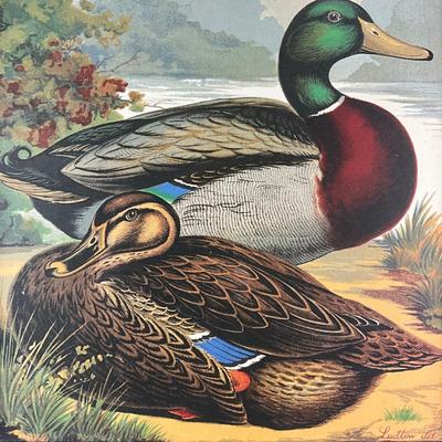 184 Print Of Mallard Ducks In A Decorative Frame