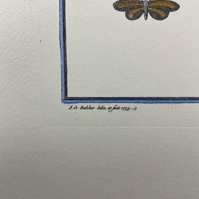 194 Antique Hand-Colored Butterfly Engraving Entomological Plate