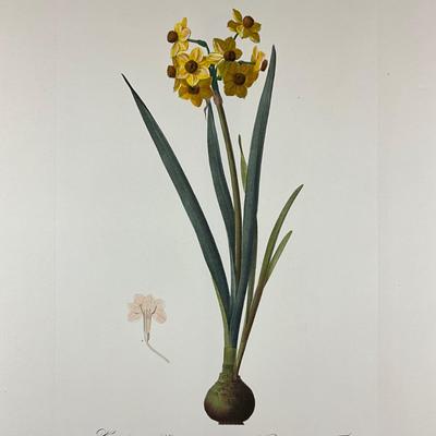 195 Antique Hand-Colored Botanical Engraving Narcissus (Daffodil)