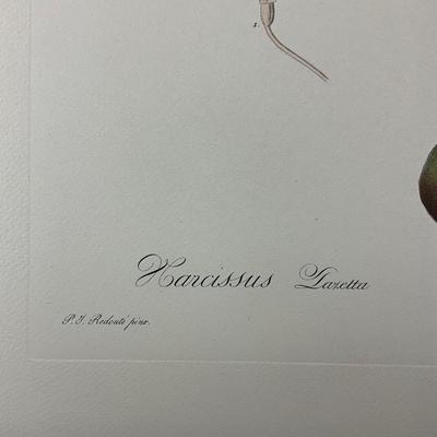 195 Antique Hand-Colored Botanical Engraving Narcissus (Daffodil)