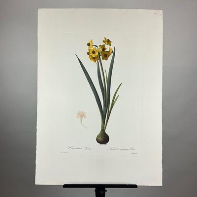 195 Antique Hand-Colored Botanical Engraving Narcissus (Daffodil)