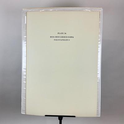 199 After John James Audubon Red-Shouldered Hawk Bird Print (Facsimile Edition) Plate #56