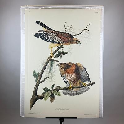 199 After John James Audubon Red-Shouldered Hawk Bird Print (Facsimile Edition) Plate #56