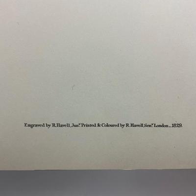 199 After John James Audubon Red-Shouldered Hawk Bird Print (Facsimile Edition) Plate #56