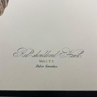 199 After John James Audubon Red-Shouldered Hawk Bird Print (Facsimile Edition) Plate #56