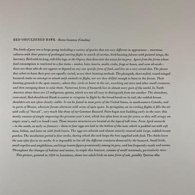 199 After John James Audubon Red-Shouldered Hawk Bird Print (Facsimile Edition) Plate #56