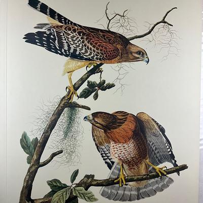 199 After John James Audubon Red-Shouldered Hawk Bird Print (Facsimile Edition) Plate #56