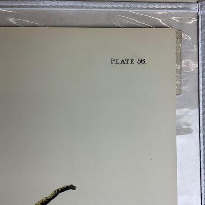 199 After John James Audubon Red-Shouldered Hawk Bird Print (Facsimile Edition) Plate #56