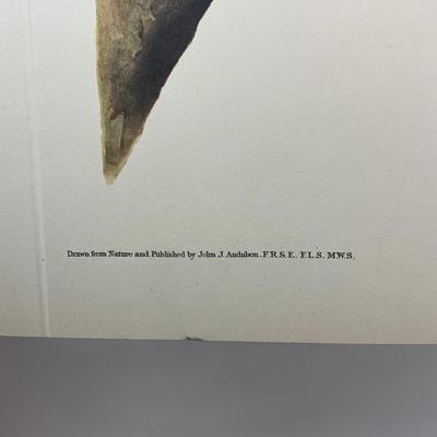 199 After John James Audubon Red-Shouldered Hawk Bird Print (Facsimile Edition) Plate #56