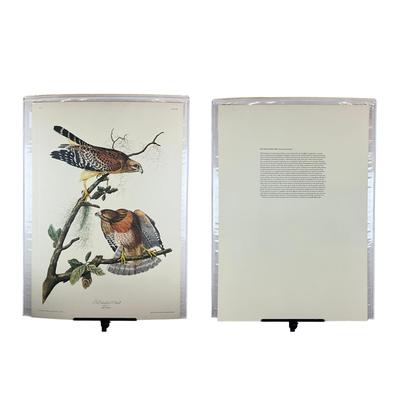 199 After John James Audubon Red-Shouldered Hawk Bird Print (Facsimile Edition) Plate #56