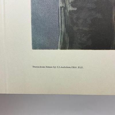 200 Audubon “Snowy Owl” Hand-Colored Engraving from Birds of America, Havell Edition