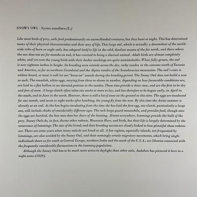 200 Audubon “Snowy Owl” Hand-Colored Engraving from Birds of America, Havell Edition