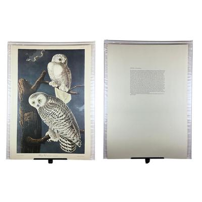 200 Audubon “Snowy Owl” Hand-Colored Engraving from Birds of America, Havell Edition