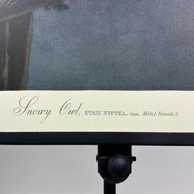 200 Audubon “Snowy Owl” Hand-Colored Engraving from Birds of America, Havell Edition