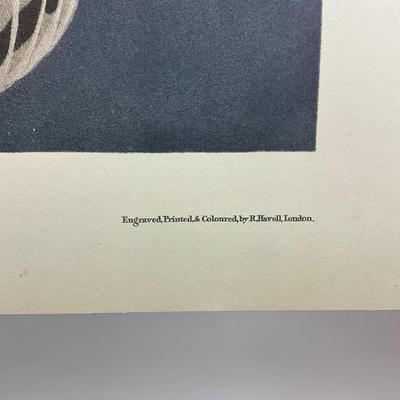 200 Audubon “Snowy Owl” Hand-Colored Engraving from Birds of America, Havell Edition