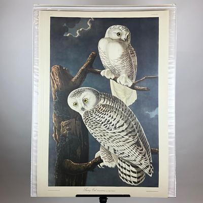 200 Audubon “Snowy Owl” Hand-Colored Engraving from Birds of America, Havell Edition