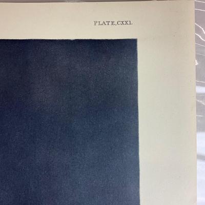 200 Audubon “Snowy Owl” Hand-Colored Engraving from Birds of America, Havell Edition