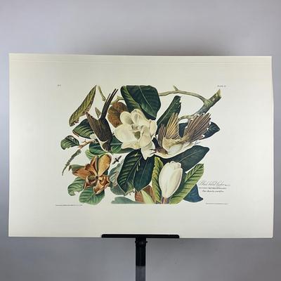 201 Audubon Hand-Colored Bird Print – Black-billed Cuckoo & Magnolia, Plate 32 No. 7