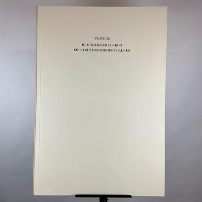 201 Audubon Hand-Colored Bird Print – Black-billed Cuckoo & Magnolia, Plate 32 No. 7