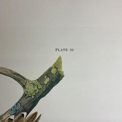 201 Audubon Hand-Colored Bird Print – Black-billed Cuckoo & Magnolia, Plate 32 No. 7