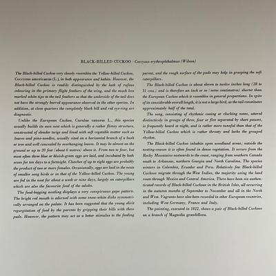 201 Audubon Hand-Colored Bird Print – Black-billed Cuckoo & Magnolia, Plate 32 No. 7