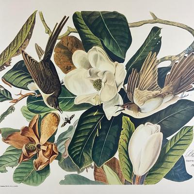 201 Audubon Hand-Colored Bird Print – Black-billed Cuckoo & Magnolia, Plate 32 No. 7