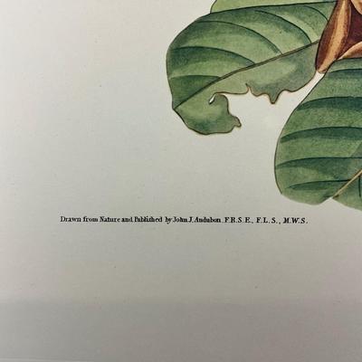 201 Audubon Hand-Colored Bird Print – Black-billed Cuckoo & Magnolia, Plate 32 No. 7