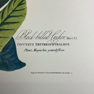 201 Audubon Hand-Colored Bird Print – Black-billed Cuckoo & Magnolia, Plate 32 No. 7