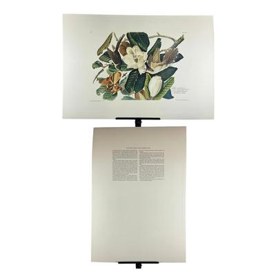 201 Audubon Hand-Colored Bird Print – Black-billed Cuckoo & Magnolia, Plate 32 No. 7