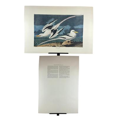 202 Audubon “Tropic Bird” Hand-Colored Havell Engraving from Birds of America, 1835 Plate: CCLXII No. #53