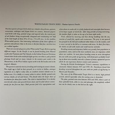 202 Audubon “Tropic Bird” Hand-Colored Havell Engraving from Birds of America, 1835 Plate: CCLXII No. #53