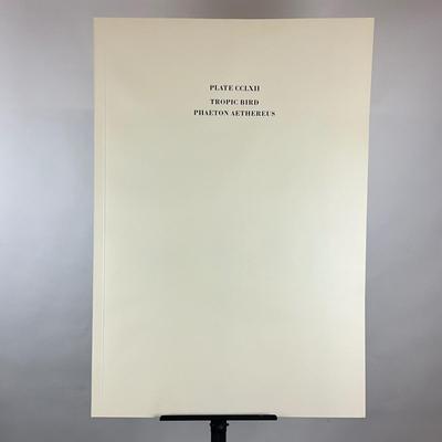 202 Audubon “Tropic Bird” Hand-Colored Havell Engraving from Birds of America, 1835 Plate: CCLXII No. #53