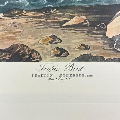 202 Audubon “Tropic Bird” Hand-Colored Havell Engraving from Birds of America, 1835 Plate: CCLXII No. #53