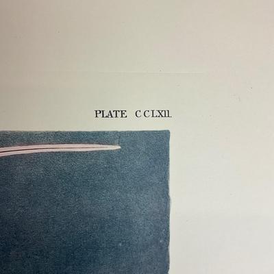 202 Audubon “Tropic Bird” Hand-Colored Havell Engraving from Birds of America, 1835 Plate: CCLXII No. #53