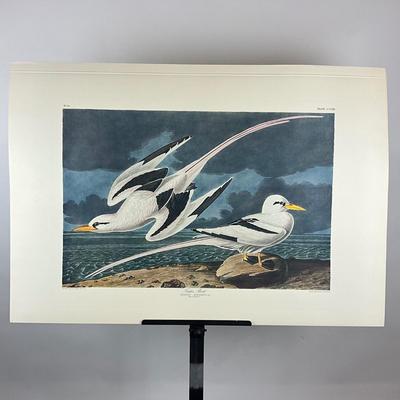 202 Audubon “Tropic Bird” Hand-Colored Havell Engraving from Birds of America, 1835 Plate: CCLXII No. #53