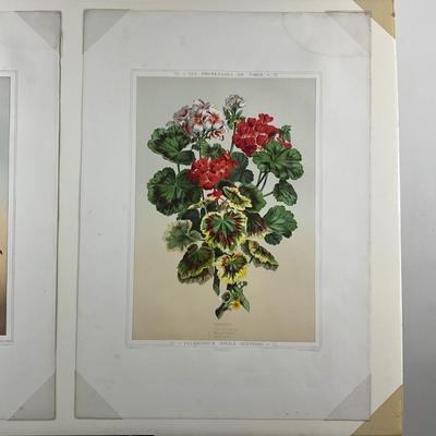 220 Botanical Chromolithograph By J. Rothchild Editeur Three Varieties Of Geraniums