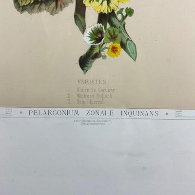 220 Botanical Chromolithograph By J. Rothchild Editeur Three Varieties Of Geraniums