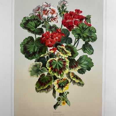 220 Botanical Chromolithograph By J. Rothchild Editeur Three Varieties Of Geraniums