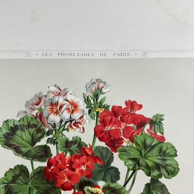 220 Botanical Chromolithograph By J. Rothchild Editeur Three Varieties Of Geraniums