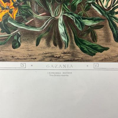221 Botanical Chromeolithograph Gazania Orange Floral