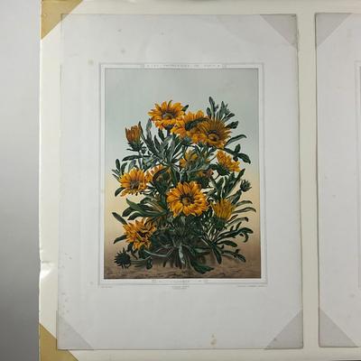 221 Botanical Chromeolithograph Gazania Orange Floral