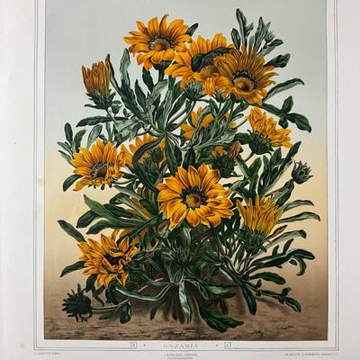 221 Botanical Chromeolithograph Gazania Orange Floral