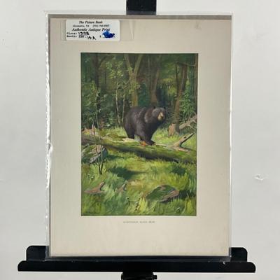 247 Field And Stream June 1955 Big Bear Stealing Camping Gear And Food and Bear Art