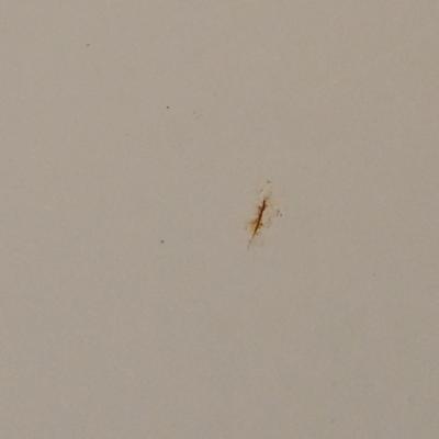 LOT 445B: White Metal Folding Chairs