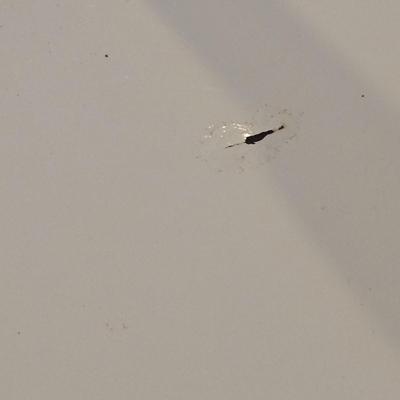 LOT 445B: White Metal Folding Chairs