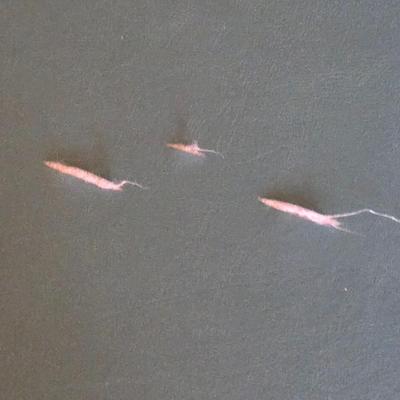 LOT 456B: Portable Massage Table