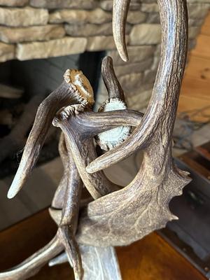 Sale Photo Thumbnail #99: Rustic Free Standing Moose Antler Table Lamp With A Rawhide Translucent Shade
34" Tall, 18" Widest Part of Base